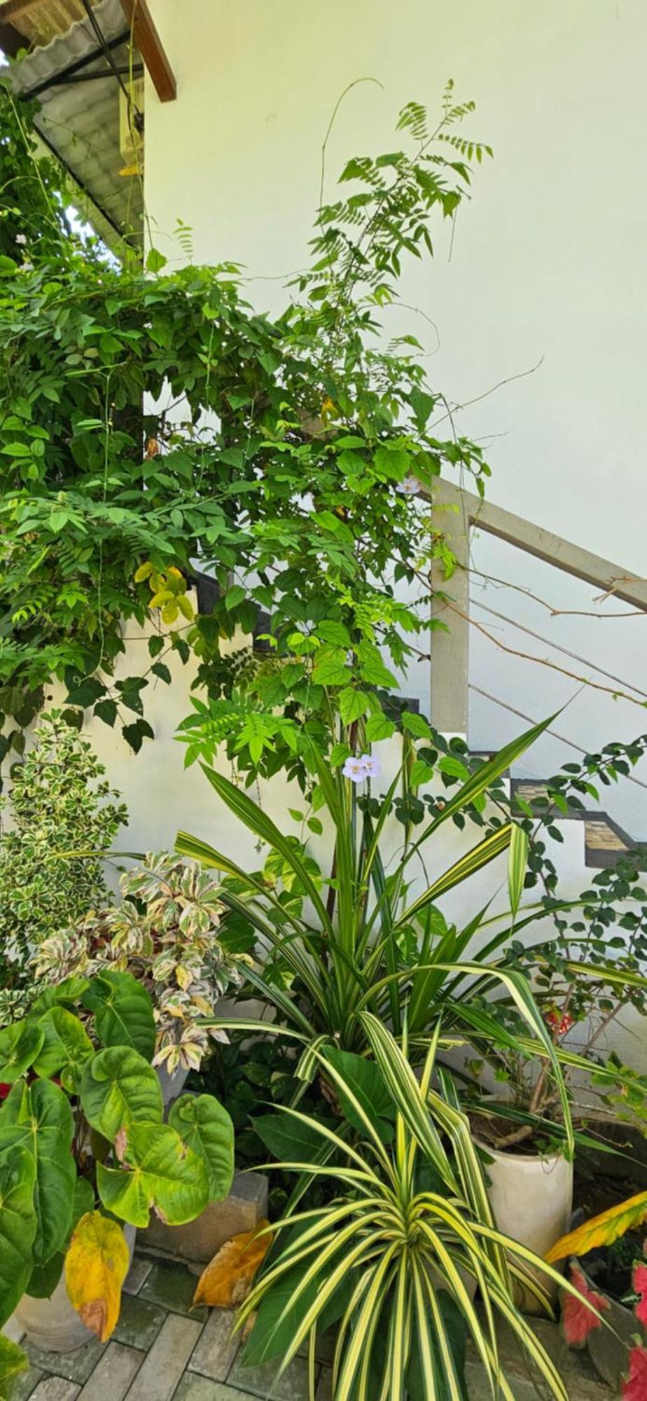 Villa The Leaf Weligama Extérieur photo
